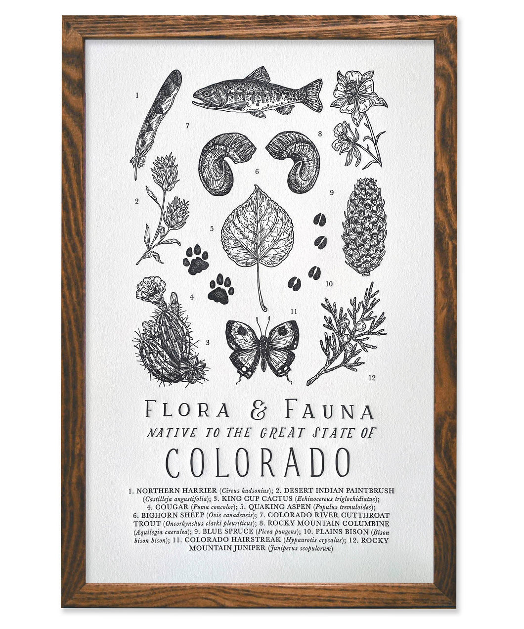 Colorado Field Guide Art Print
